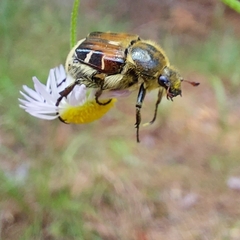 Trichiotinus piger