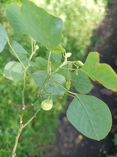 Image of Homalanthus Ebracteatua (Homalanthus ebracteatua) by (c) Dominik Maximilián Ramík, some rights reserved (CC BY)