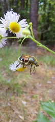 Trichiotinus piger