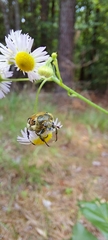 Trichiotinus piger