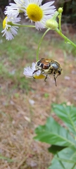 Trichiotinus piger