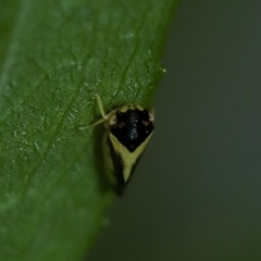 Oncopsis variabilis