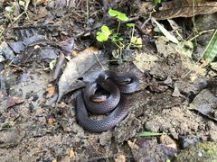 Urotheca lateristriga