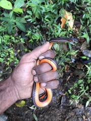 Urotheca lateristriga