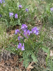 Astragalus agrestis