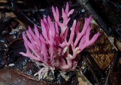 Clavaria schaefferi