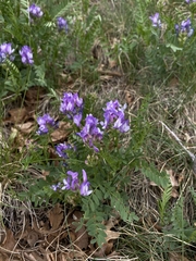 Astragalus agrestis