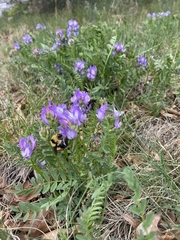 Astragalus agrestis