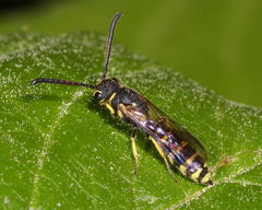 Sapyginae