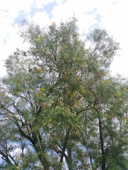 Astianthus viminalis