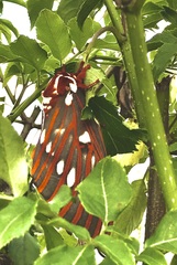 Citheronia azteca