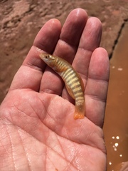 Fundulus kansae