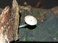 Favolaschia manipularis