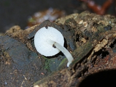 Favolaschia manipularis