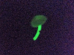 Favolaschia manipularis
