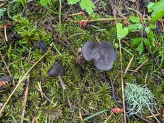Helvella fibrosa