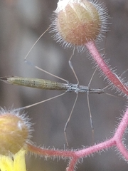 Neides aduncus