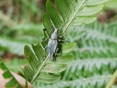 Elytrurus marginatus