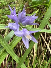 Dichelostemma congestum