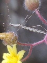 Neides aduncus