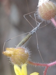 Neides aduncus