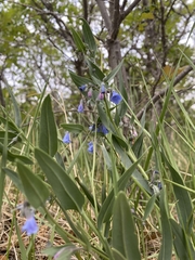 Mertensia