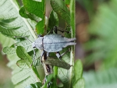 Elytrurus marginatus