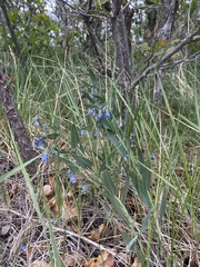 Mertensia