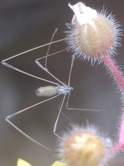 Neides aduncus