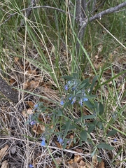 Mertensia