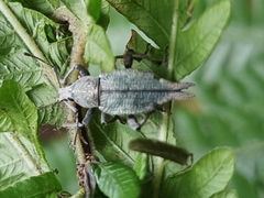 Elytrurus marginatus