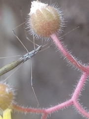 Neides aduncus