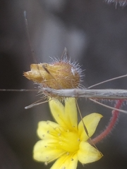 Neides aduncus