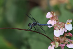 Cannaphila