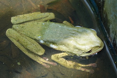 Phyllomedusa tarsius