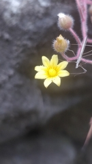Neides aduncus