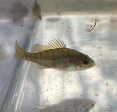 Lepomis gulosus