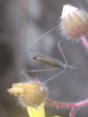 Neides aduncus