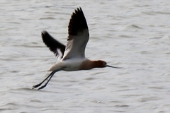 Recurvirostra americana