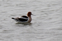 Recurvirostra americana