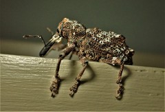 Orthorhinus