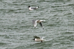 Leucophaeus pipixcan