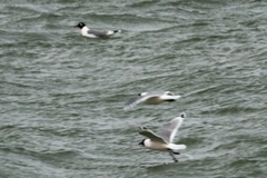 Leucophaeus pipixcan