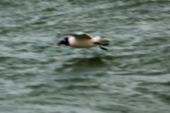 Leucophaeus pipixcan