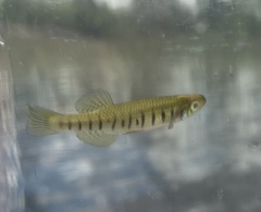 Fundulus lineolatus