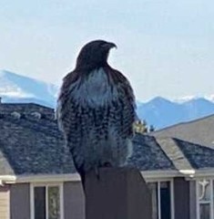 Buteo jamaicensis