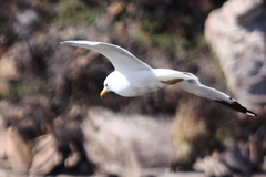 Larus californicus
