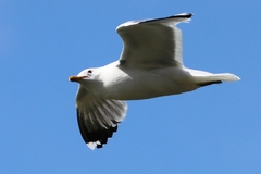 Larus californicus
