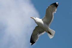 Larus californicus