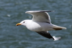 Larus californicus